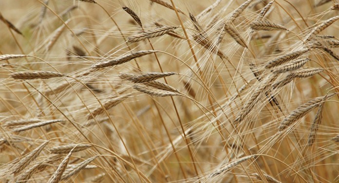 tel-abyad-dan-20-bin-ton-hububat-ithal-15430