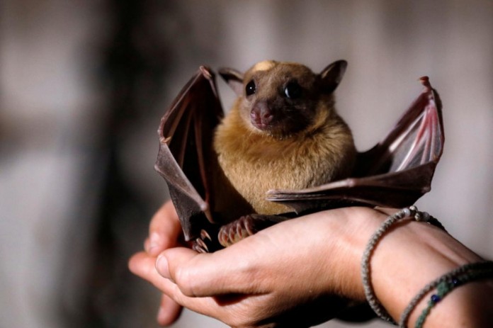 olumcul-hastaliklara-neden-olan-virusler-15839