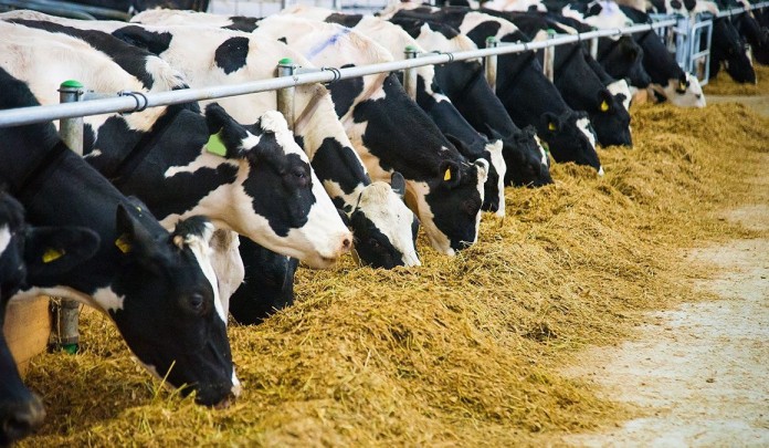 bu-sigirlar-neden-il-il-d-16071