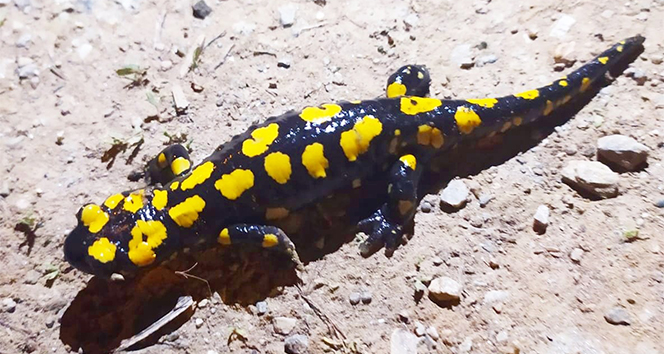 (ÖZEL) MUŞ'TA SARI BENEKLİ SEMENDER BULUNDU