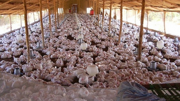 yasaklanan-biyodizel-yag-tavuk-yemi-17093