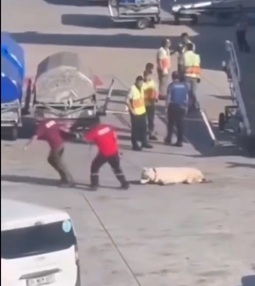 İstanbul Havalimanı’nda Köpeğin Ayağı Kırıldı: Tepki Çeken Görüntüler