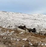 Konya'da şarampole devrilen kamyonetteki 4 kişi yaralandı