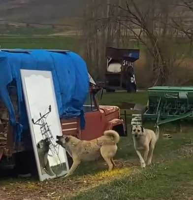 AYNA KRİZİ! KENDİNE SALDIRAN KÖPEK GÜNDEM OLDU