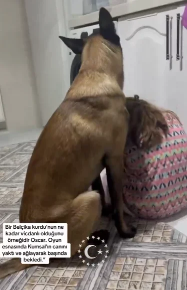 Oyun Arkadaşını Yaralayan Köpek Pişman Oldu: Duygusal Anlar Kamerada