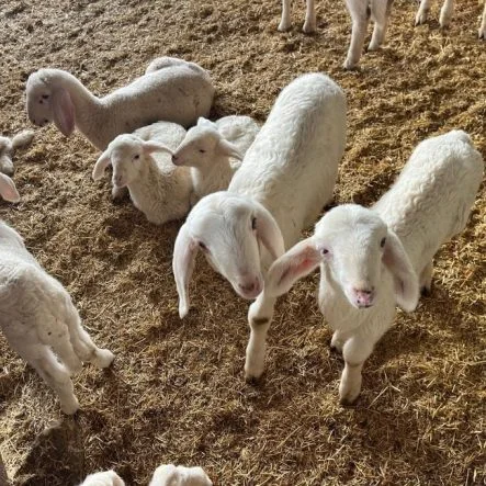 Vekaletle Kurban Kesim Bedelleri Açıklandı
