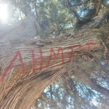 Konya’da yaklaşık 2 bin yıllık anıt ağaç tahrip edildi!